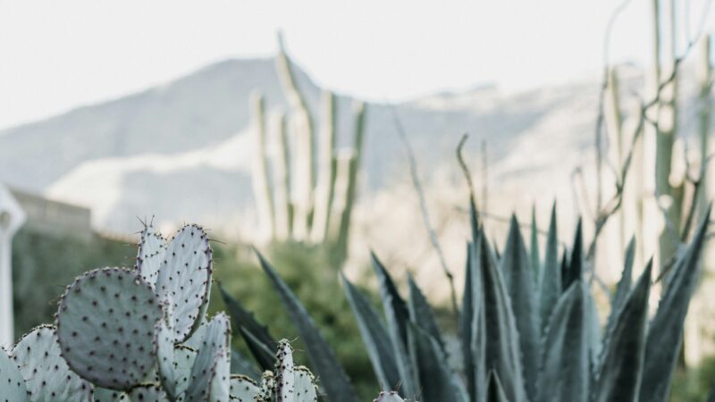 Illustrative Tucson-area photograph