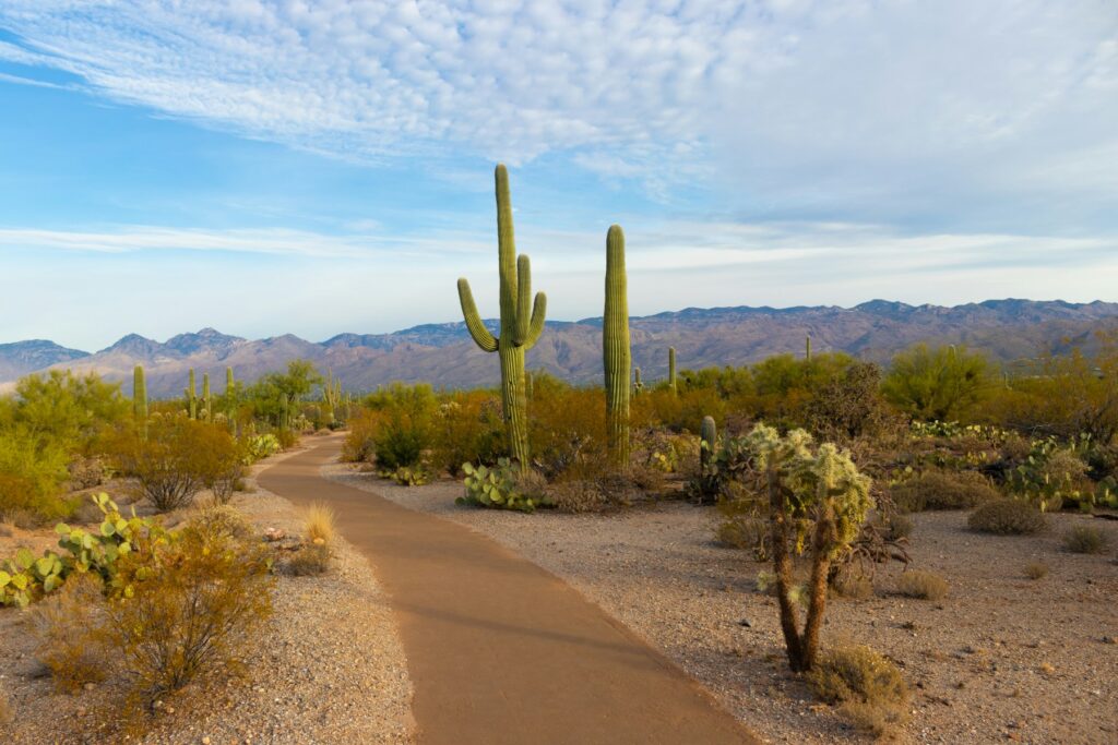 Pima County’s annual count takes a one-night snapshot of homelessness