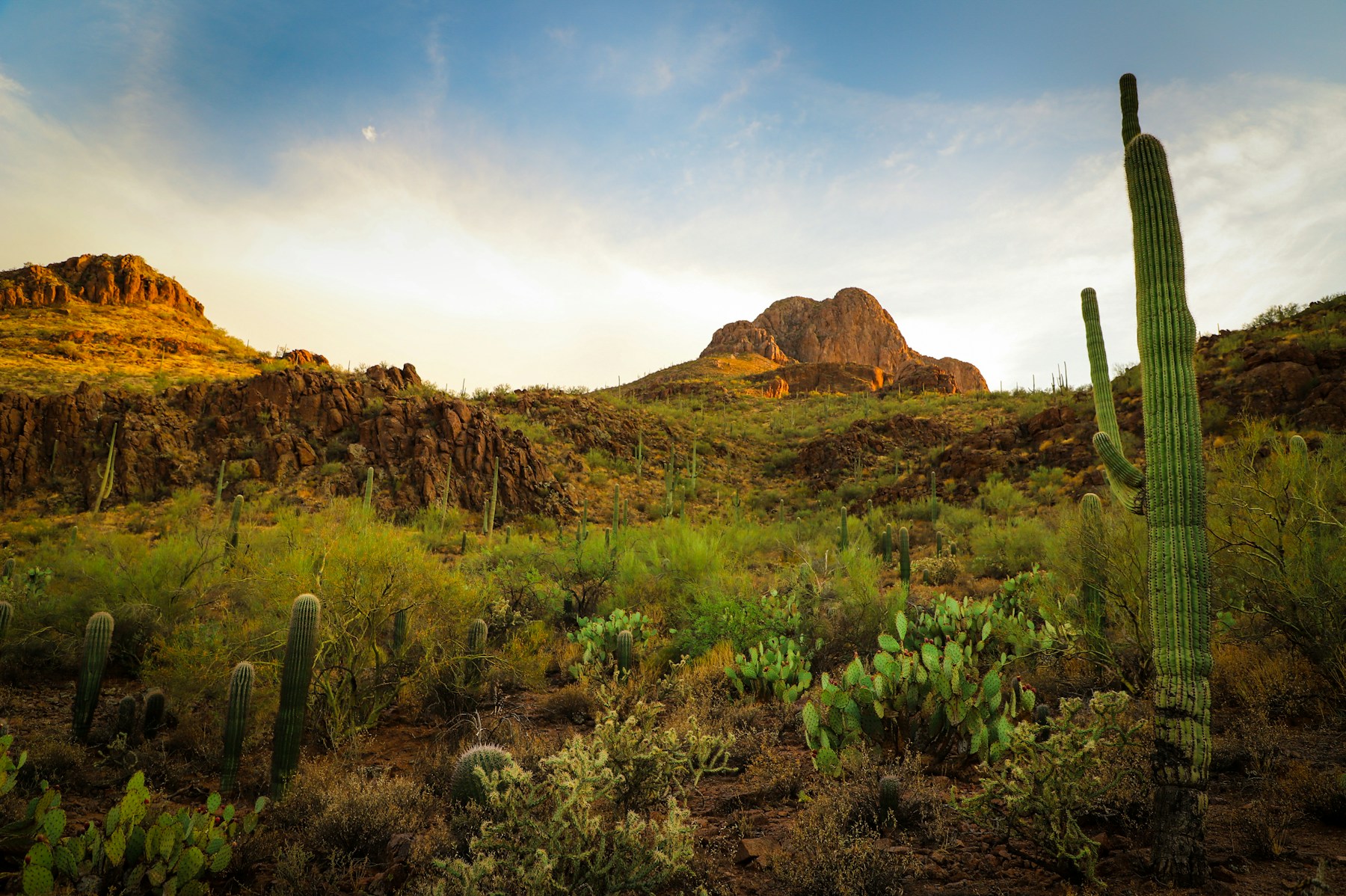 Illustrative Tucson-area photograph